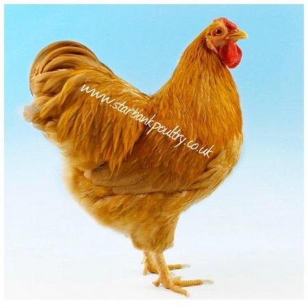 Image 27 of *POULTRY FOR SALE,EGGS,CHICKS,GROWERS,POL PULLETS*