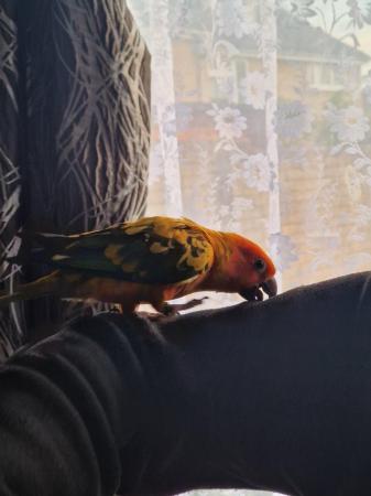 Image 5 of Beautiful sun conure tamed parrot