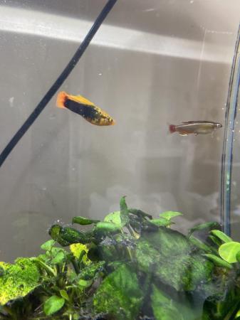 Image 5 of Fish & Fish Tank For Sale