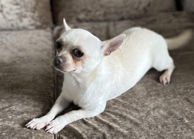 Image 3 of Beautiful white/cream Chihuahua Boy