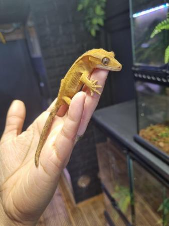 Image 11 of OMG Stunning Yellow Crested Gecko