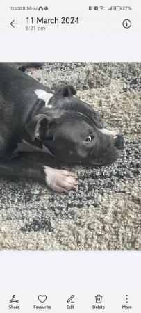 Image 6 of Staffordshire bull terrier
