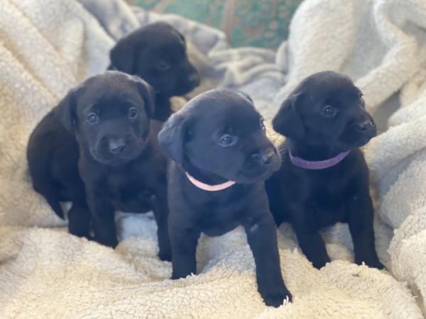 Image 5 of Kc registered Labrador puppies
