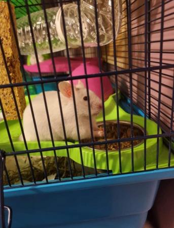 Image 3 of 15 mth male Syrian hamster with large cage and accessories