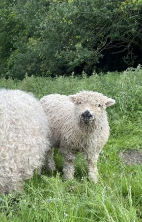 Image 5 of Lovely Greyface Dartmoor wether lambs