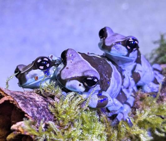 Image 3 of Amazon Milk Tree Frogs Froglets Available