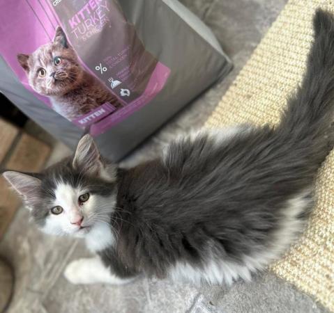 Image 6 of READY SOON Pedigree Maine Coon Kitten for sale
