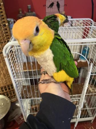 Image 4 of Lovely female caique for sale