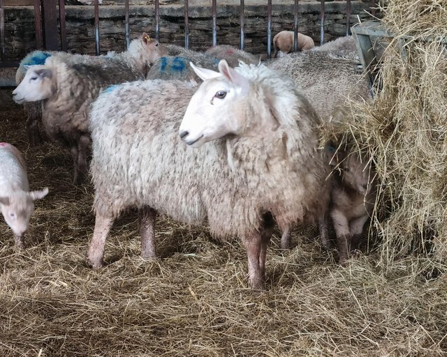 Preview of the first image of Border leicester x texel ewes and lambs.