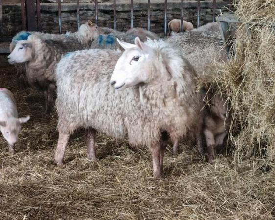 Image 1 of Border leicester x texel ewes and lambs