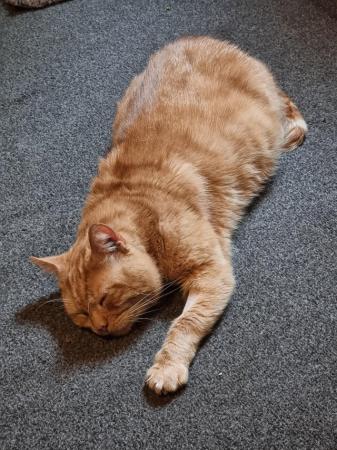 Image 2 of Ginger male cat malcome microchipped and neutered 6years old