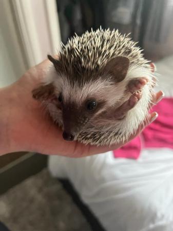 Image 6 of African Pygmy Hedgehog for sale with set up