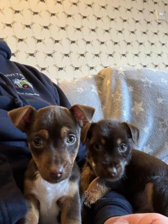Beautiful jack Russell puppies for sale in Chester, Cheshire