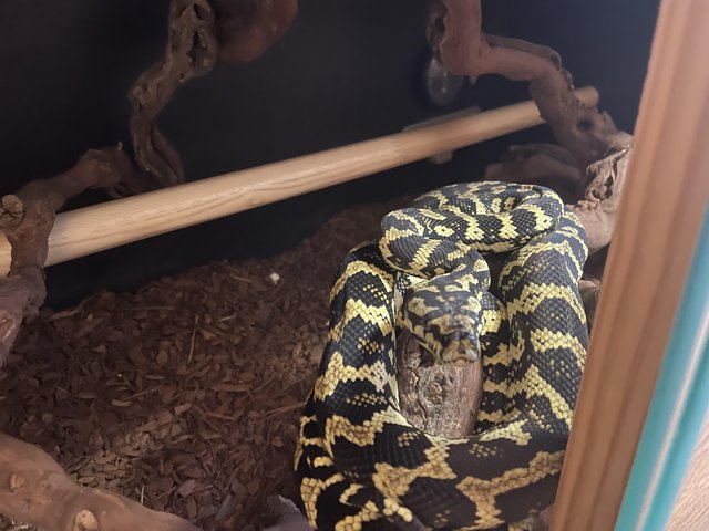 Preview of the first image of Pair of Jungle Carpet Pythons.