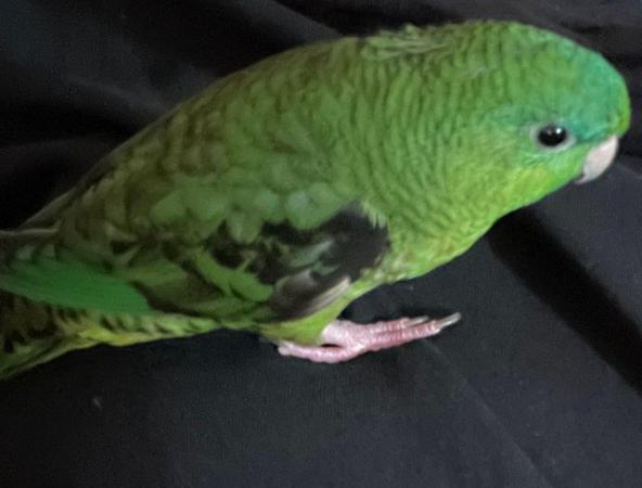 Image 16 of BIRDS/PARAKEETS/PARROTS AVAILABLE