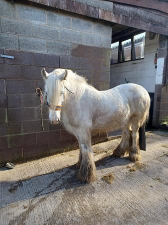 Image 3 of For loan, rising 7 year old cob gelding.