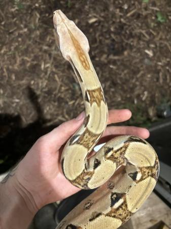 Image 7 of 5ft Suriname TRUE red tail boa Constrictor (BCC)