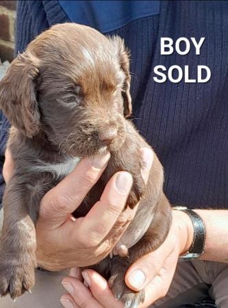 Image 5 of KC Registered Cocker Spaniel Puppies