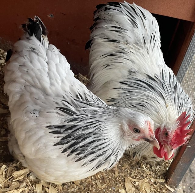 Preview of the first image of Columbian pekin pair (one cockerel & one hen).