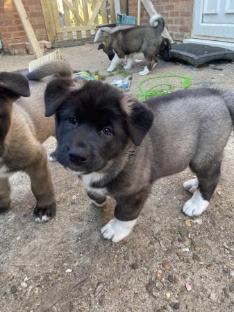 Image 3 of ONLY 2 GIRLS LEFT READY TO GO Chunky American Akita Puppies