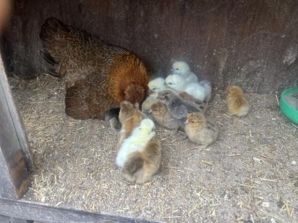 Image 3 of 2 pekin mum with 24 chicks hatched today