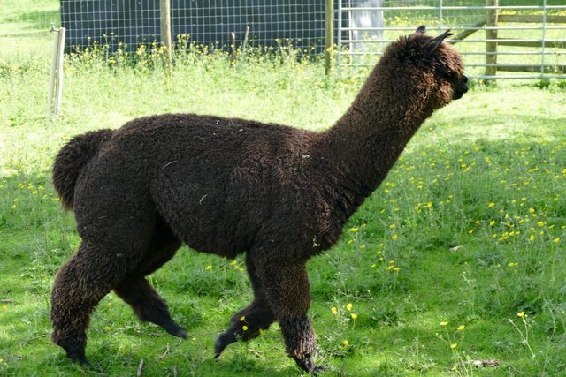 Image 11 of Alpacas - Group of Registered, friendly, young pets