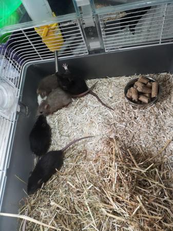 Image 2 of Half dumbo Rats ready for there new homes now