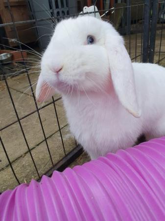 Image 2 of FINN neutered/vaccinated friendly lop boy for adoption