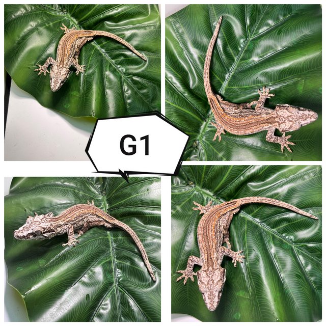 Preview of the first image of Various gargoyle geckos ( R. auriculatus).