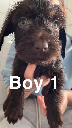 Image 4 of ?? Labradoodle puppies ??