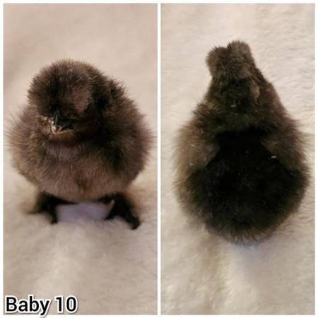 Image 15 of **BRAND NEW** Silkie and Showgirl chicken chick's *RARE*