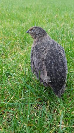 Image 2 of Black coturnix quail pair