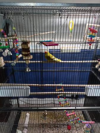 Image 1 of Male and female parakeet plus large cage for sale