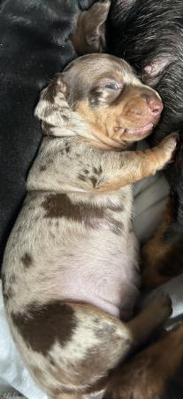 Image 2 of Stunning mini dacschund pups
