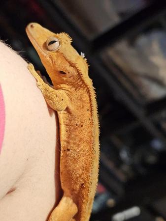Image 9 of Red phantom bicolour dal crested gecko with red spots