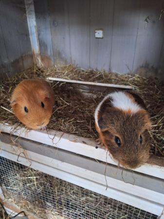 Image 1 of 2 x 9 month old boars for sale