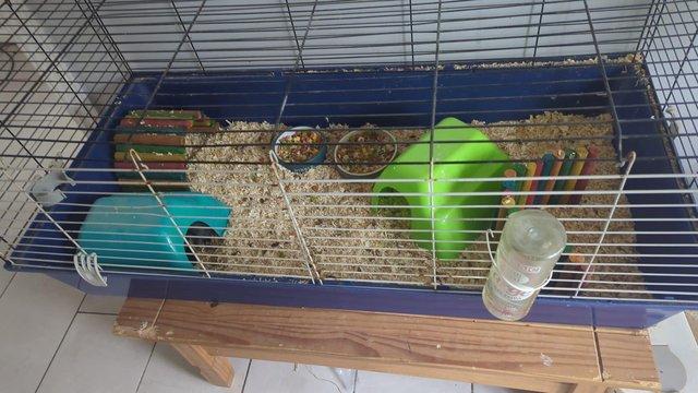 Image 3 of Guinea pigs, cage and accessories for sale