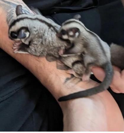 Image 5 of Breeding pair of sugar gliders with set up proof in the pics