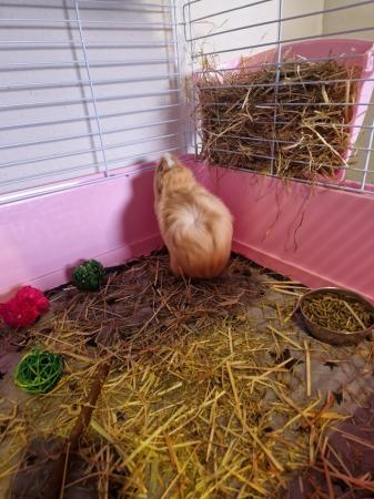 Image 3 of Male Guinea pig for sale