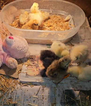 Image 2 of USA silkie chick's & UK silkie chick's and a few Sarama