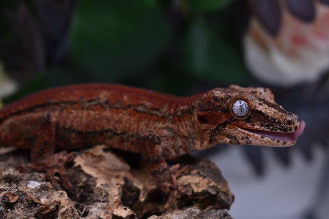 Image 6 of Male Sub Adult Gargoyle Gecko