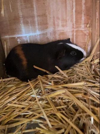 Image 5 of Two Cute Older Male Guinea Pigs - Black & White