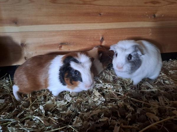 Image 2 of 2 gorgeous sister guinea pigs in need of new forever home