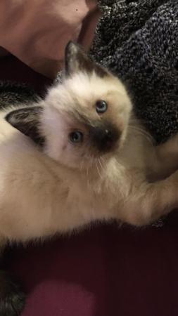 Image 5 of Beautiful Wobbly Ragdoll Kittens (CH) Ready Now