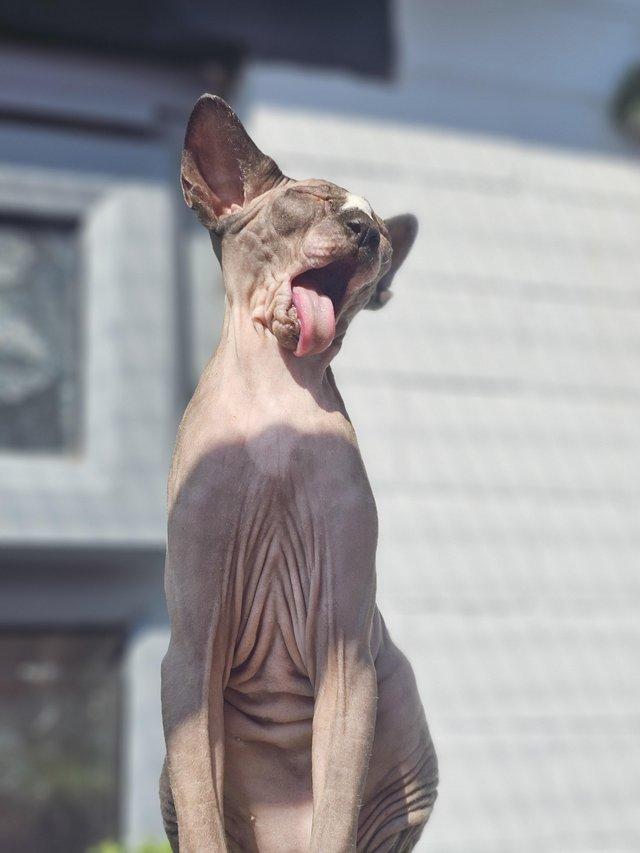 Preview of the first image of Gccf male sphynx kitten from health tested parents.