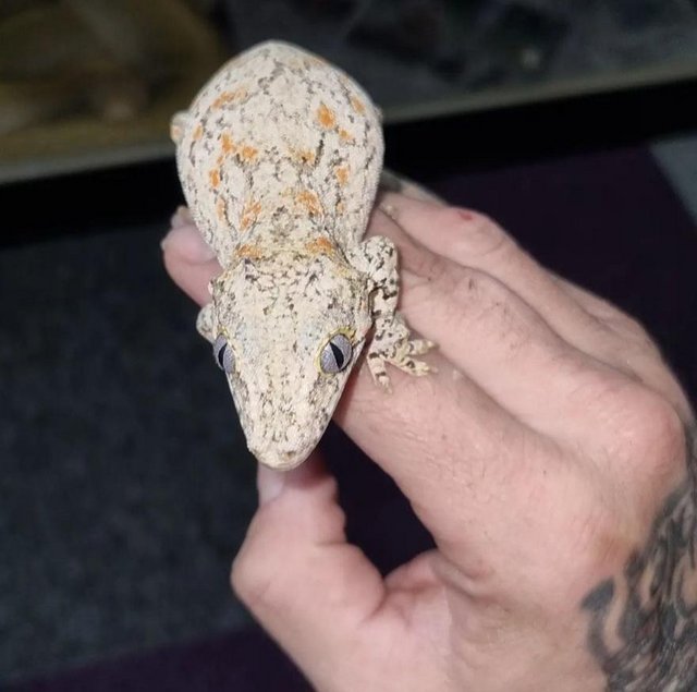 Preview of the first image of orange blotch gargoyle gecko.