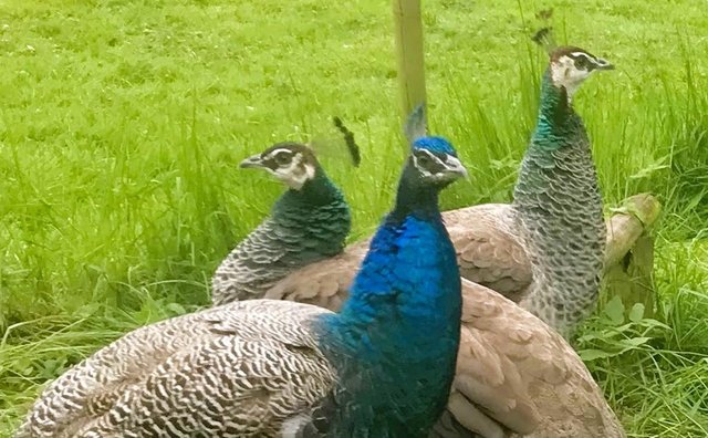 Image 1 of Indian Blue Peackocks & Peahens for sale. Peafowl.