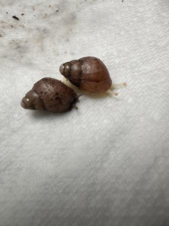 Image 4 of Giant African land snails