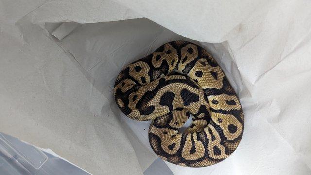 Image 10 of Whole collection of royal pythons for sale