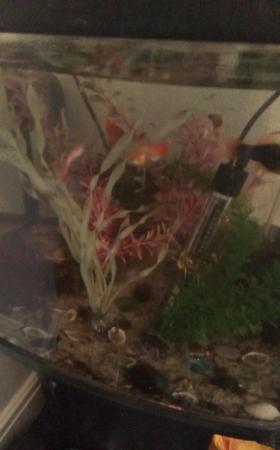 Image 3 of 7 Various size guppies and mollies for sale